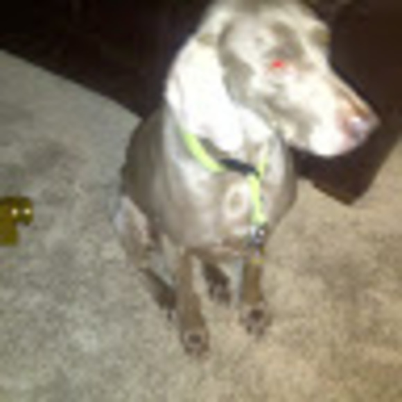 Meet your Posher, Steven - Picture 1 of 1